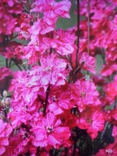 delphinium plant for sale delphinium plant for sale SOUTHAMPTON