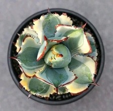 # esgotado #Aeonium ballerina variegada *corte* suculenta de 7cm de diâmetro  comprar usado  Enviando para Brazil