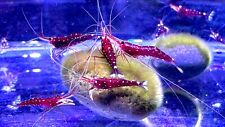 cardinal sulawesi shrimp for sale cardinal sulawesi shrimp for sale San Jose