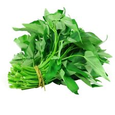 1000pcs water spinach for sale  Irvine