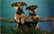 Posted two german for sale  Kankakee