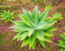 Rare foxtail agave for sale  Miami