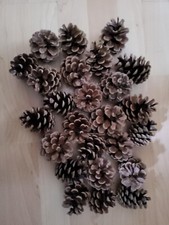 Fir pine cones for sale  STAINES-UPON-THAMES
