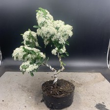 Firethorn pyracantha bonsai for sale  HULL