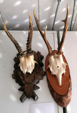 Geweihe rehbock reh gebraucht kaufen  Miltenberg