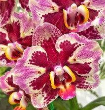 Taiwan rchidee phalaenopsis gebraucht kaufen  Seligenstadt