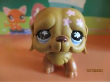 Petshop chien saint d'occasion  Saint-Omer