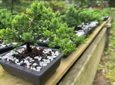 Juniper bonsai trees for sale  Orange