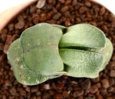 Gasteria sp. dichotomic usato  Napoli