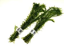 Elodea densa bunches for sale  PLYMOUTH