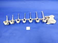 Deer bones. vertebrae. for sale  SLEAFORD