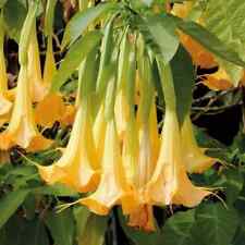 Yellow angel trumpet for sale  Mcminnville