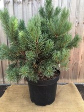 Pinus sylvestris watereri for sale  WORTHING