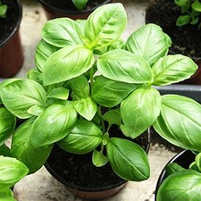 Herb basil genovese for sale  KEIGHLEY
