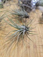 Little airplant tillandsia for sale  Opa Locka