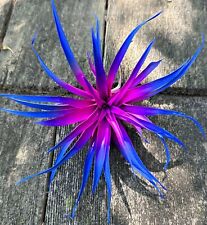 Rainbow tillandsia capitata for sale  Virginia Beach