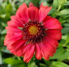 Live mesa red for sale  USA