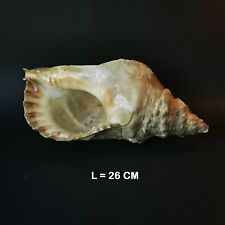 Conchiglia charonia tritonis usato  Vertemate con Minoprio