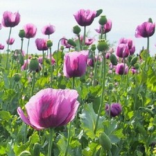 Imported hungarian poppy for sale  Holiday