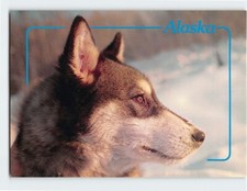 Postcard alaskan siberian for sale  Stevens Point