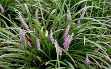 Liriope muscari samantha for sale  Decatur
