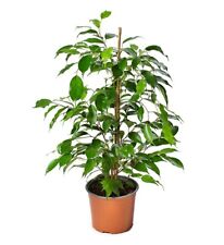 Ficus benjamina x25 for sale  CHIPPENHAM