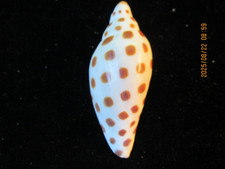 junonia for sale junonia for sale East Haddam
