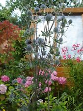 Eryngium planum sea for sale  SWINDON
