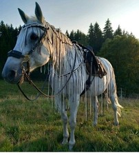 Fransen ausreitdecke warmblut gebraucht kaufen Fransen ausreitdecke warmblut gebraucht kaufen  Mauth