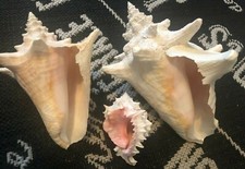 Set real natural for sale  Jacksonville