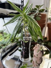 Columnea shciedeana gold for sale  Johnson City