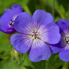 Geranium rozanne 9cm for sale  PETERBOROUGH