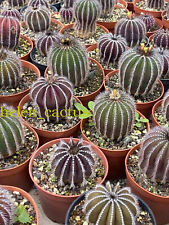 Rara pianta succulenta usato  Spedire a Italy
