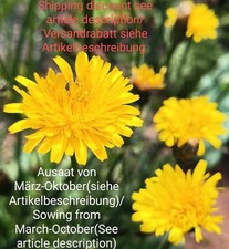 Maialino hypochaeris radicata usato  Spedire a Italy