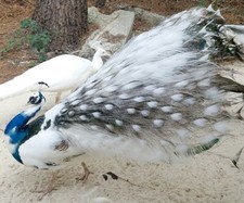 Variety pack peafowl for sale  USA
