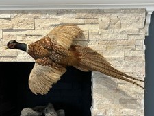 Vintage ringneck rooster for sale  Wallingford