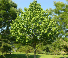 Paw paw tree for sale  Mcminnville
