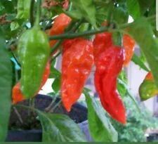 Chilli pepper red for sale  WEMBLEY