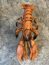 rock lobster for sale rock lobster for sale IPSWICH