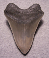 Megalodon shark tooth for sale  Shipping to Ireland