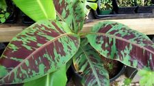 Musa zebrina live for sale  Yucaipa