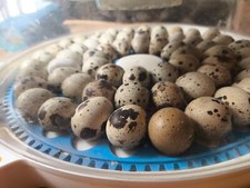 Quail eggs eggs. for sale  CAERPHILLY