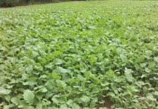 Rape seed for sale  El Dorado