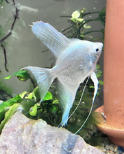 Philippine blue platinum for sale  Boise