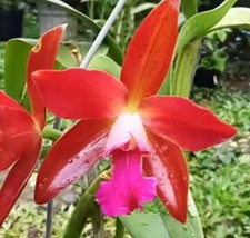 Cattleya cattlianthe sagarik for sale  North Royalton