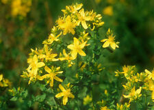 Johns wort hypericum for sale  SALISBURY