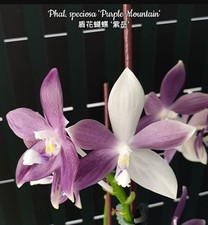 Phalaenopsis speciosa purple for sale  SHREWSBURY