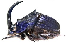 Inseto - SCARABAEIDAE Phanaeus a. guatemalensis - Guatemala - Par Extra Grande ....!! comprar usado Inseto - SCARABAEIDAE Phanaeus a. guatemalensis - Guatemala - Par Extra Grande ....!! comprar usado  Enviando para Brazil