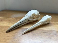 real skull for sale real skull for sale PENRYN