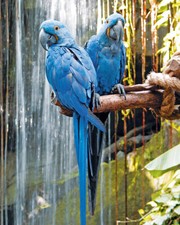 Hyacinth macaws photograph for sale  Fort Washington